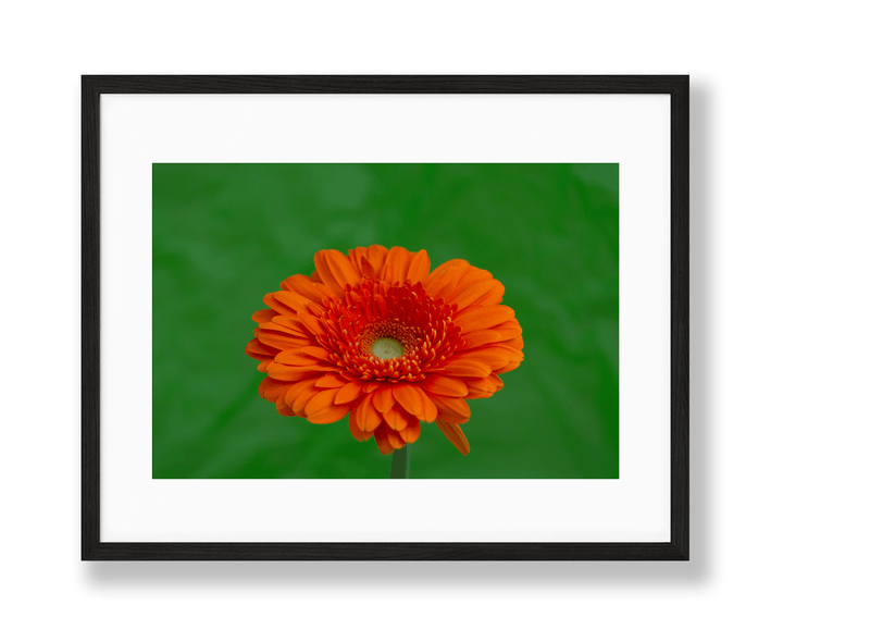 Vibrant | No. 39 - Chelsey Walker Creative