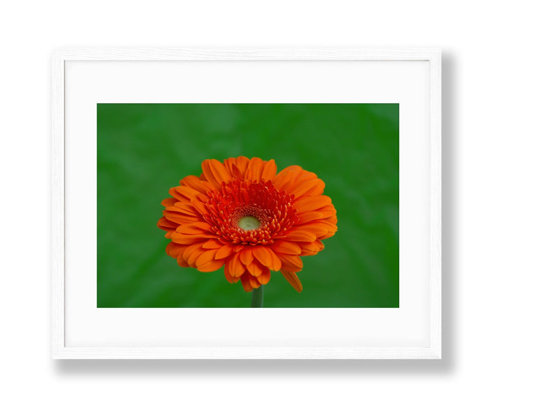 Vibrant | No. 39 - Chelsey Walker Creative